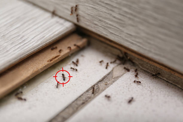 Best Pest Inspection Near Me  in Salem, VA